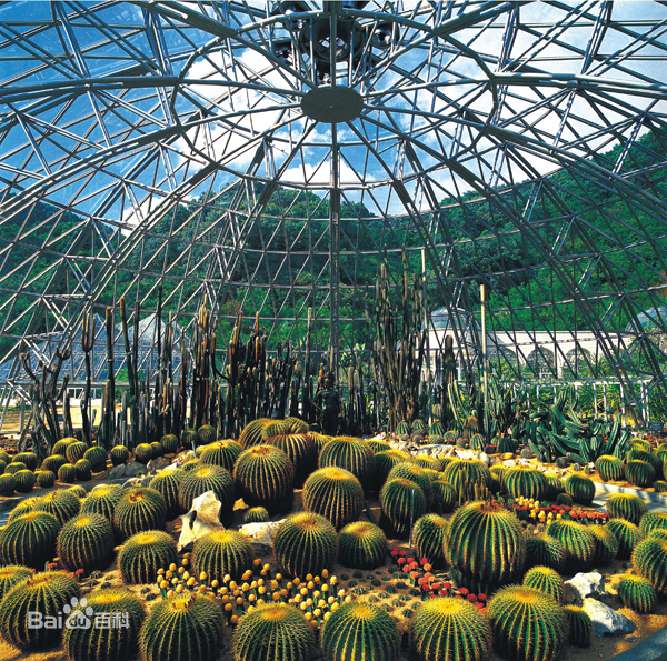 沙漠植物景區。（圖片來源：百度）