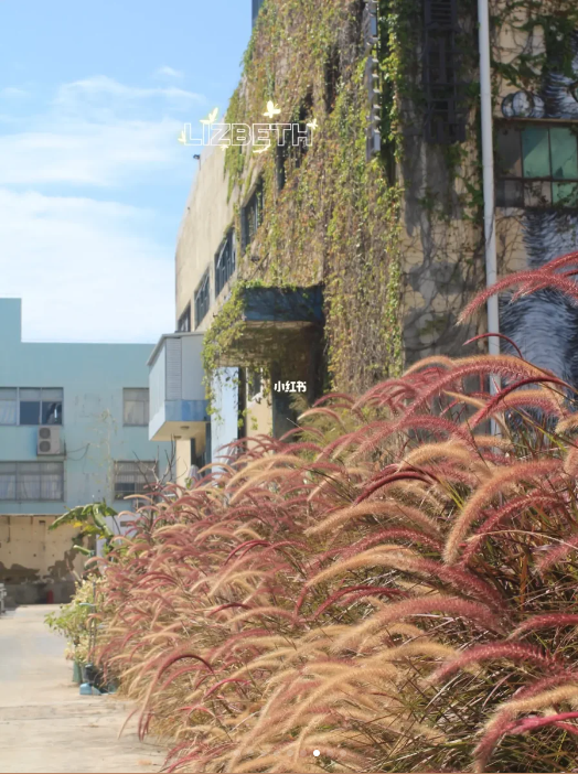 粉色狗尾巴草（圖片來源：小紅書@Lizbeth）