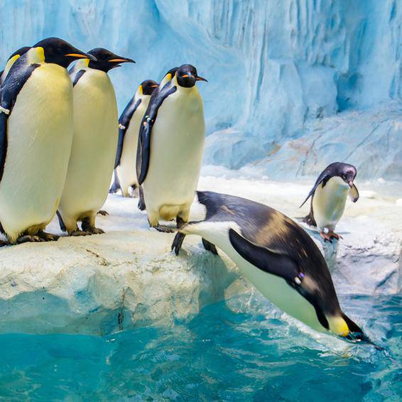 飼養有不同品種的珍奇魚類多達15000條。 （圖片來源：珠海長隆海洋王國）