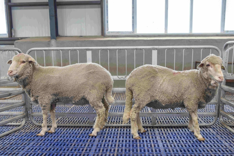 屬羊的人特別旺老鼠，老鼠見到羊肖也特別想親近。