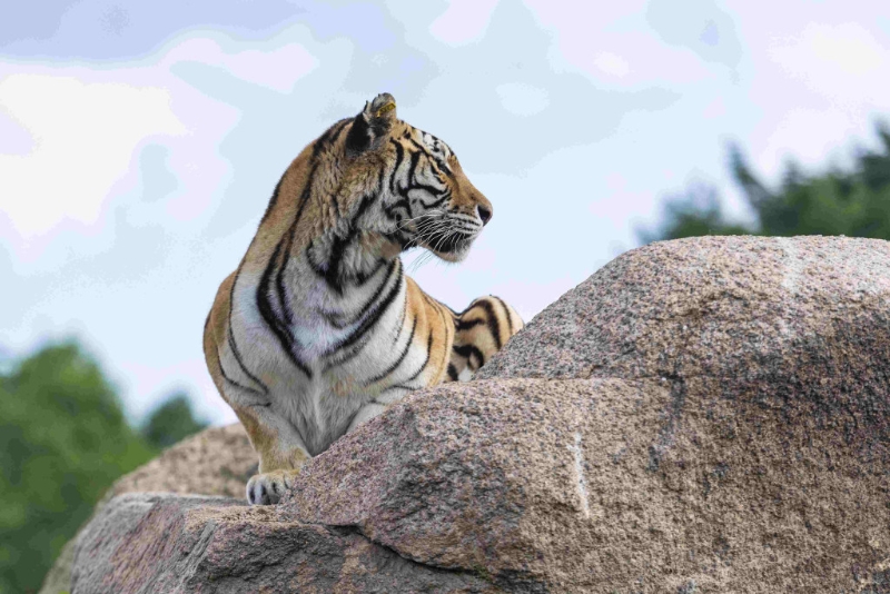 屬老虎的人與花瓶有緣，與雞有緣，與金銀珠寶有緣。