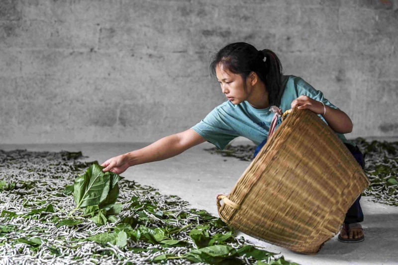 相傳小滿時節為&ldquo;蠶蟲日&rdquo;。