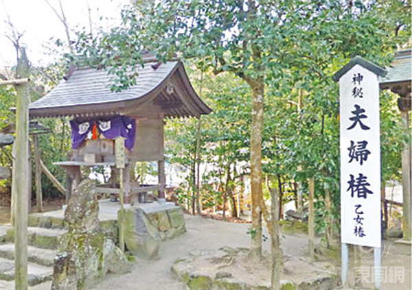 神社內另一影點夫婦椿，是兩棵生長得繞在一起的樹，就似是兩夫婦一樣。