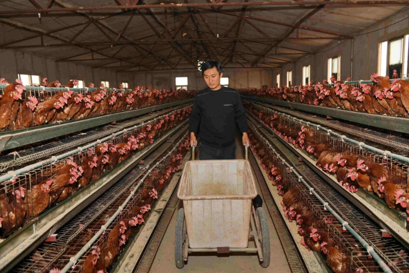 古代人會放一只雞在家中，又是代表金，金克木，可以制衡那些蟲。