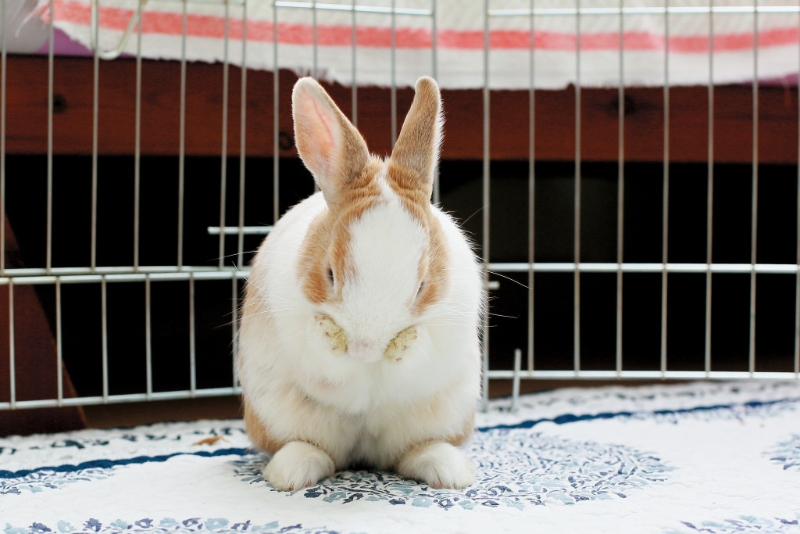 你屬兔，生于子月 （公歷12月7日至1月4日），要小心遇盜賊、騙徒，金錢、感情糾纏不清等事。