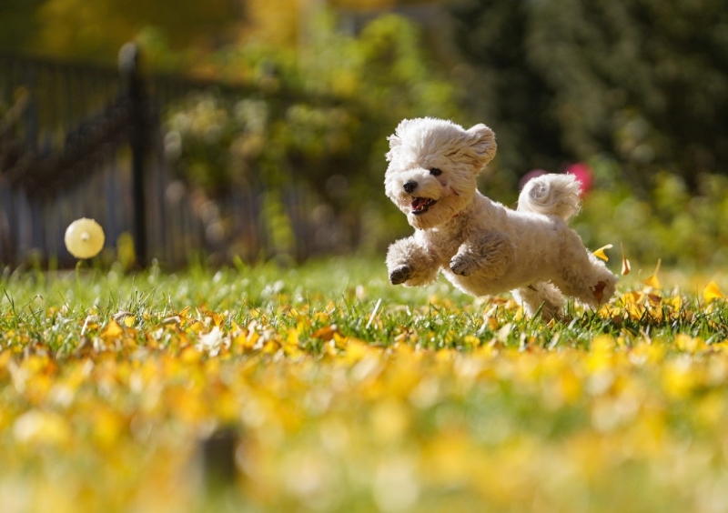 辰是龍，戌是狗，丑是牛，未是羊，代表四庫，&ldquo;庫&rdquo;沒打開就是&ldquo;墓&rdquo;。