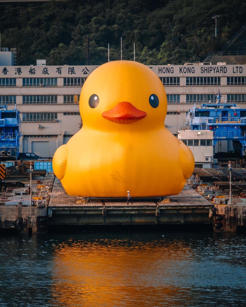 小黃鴨 小黃鴨