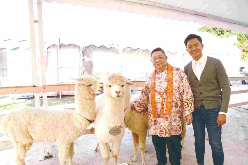 羊駝是未來人類的救世寵物