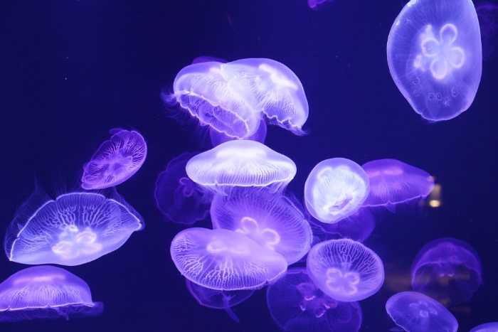 水母多呈透明，郁動時非常有趣，讓入場者看得入神。