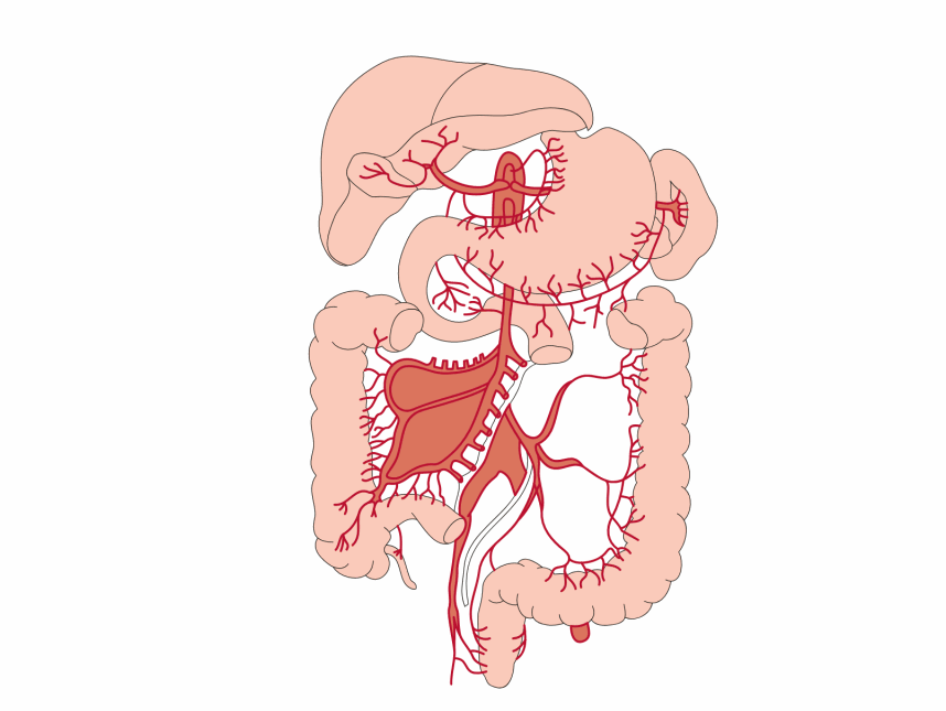 消化道 消化道