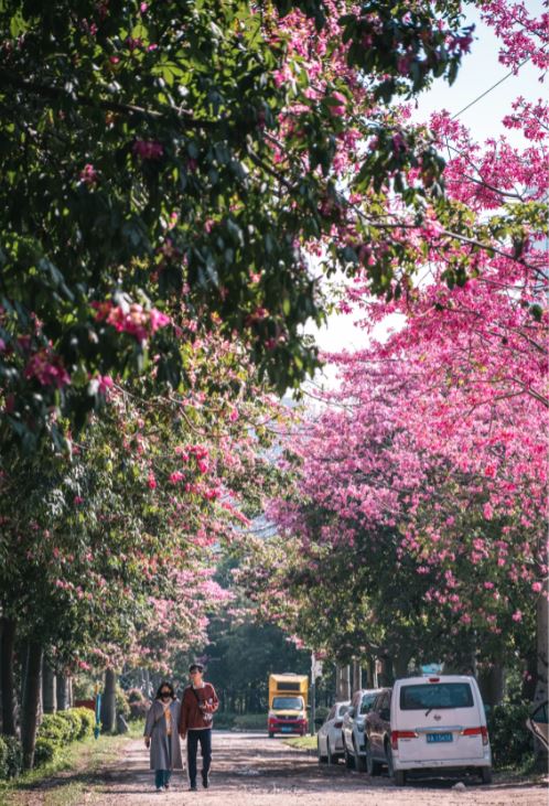 沿著觀瀾河畔，一路可看到異木棉