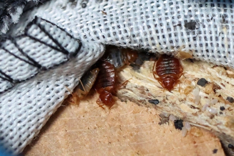 韓國床蝨為患，疑是由歐洲傳入（路透社）