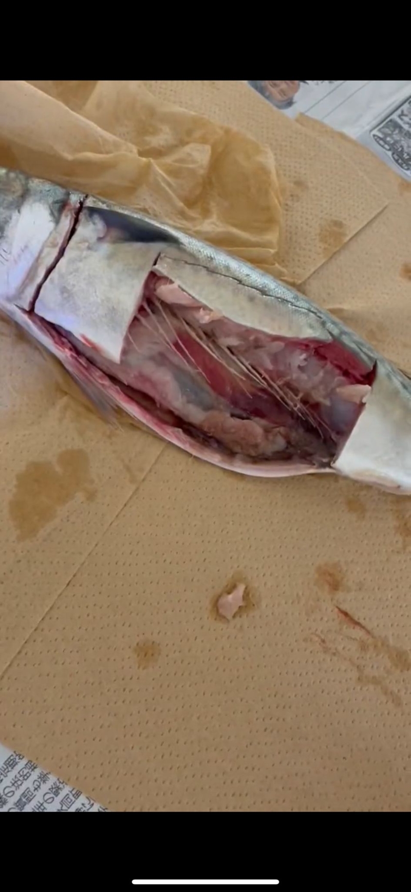 在一般燈光下，被剖開鯖魚看來沒有異樣。