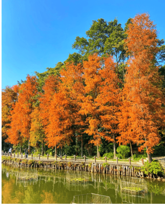 直達仙湖植物園 直達仙湖植物園