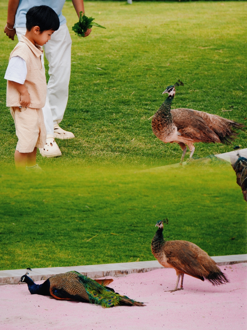 超大臨海草坪 超大臨海草坪