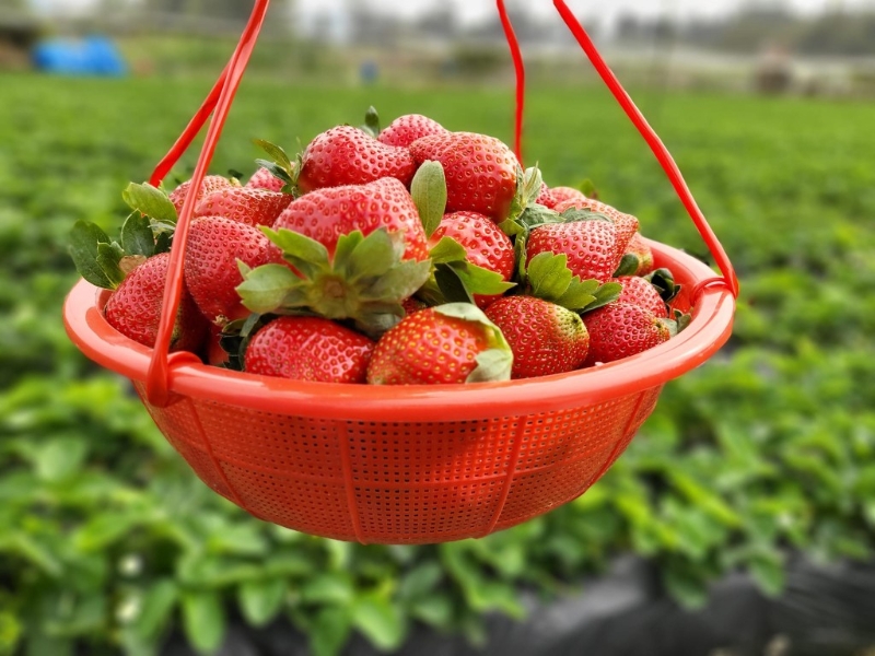 鳳凰農場士多啤梨品種來自日本、臺灣、加拿大、美國及山東，每磅$80，免費入場，同場亦可任摘大白菜、生菜及番茄等，均以磅數收費。 （P）