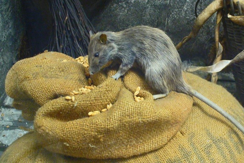 戰場的混亂、死尸、無人區，都導致老鼠肆虐。