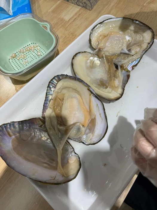 開蚌取珍珠 開蚌取珍珠