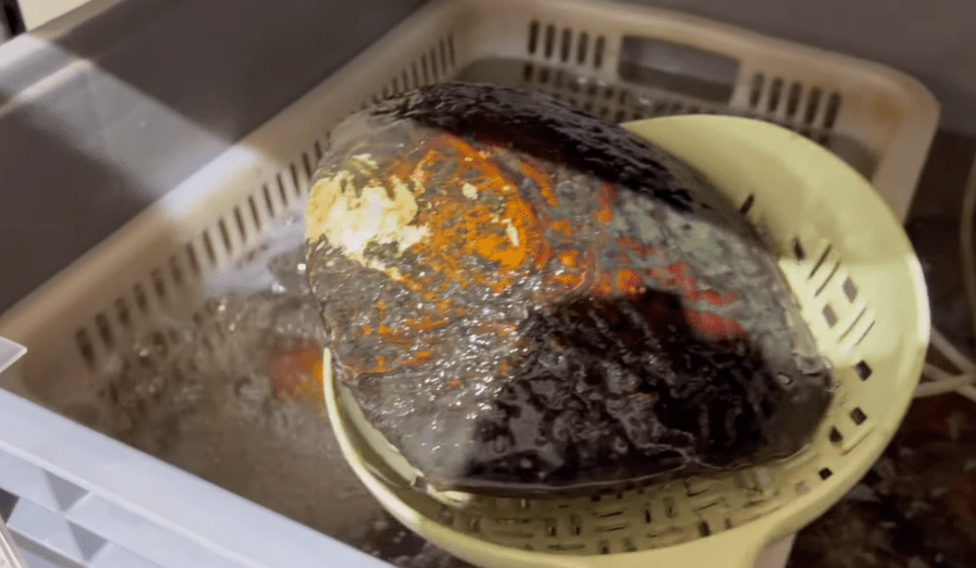 可自行撈蚌 可自行撈蚌