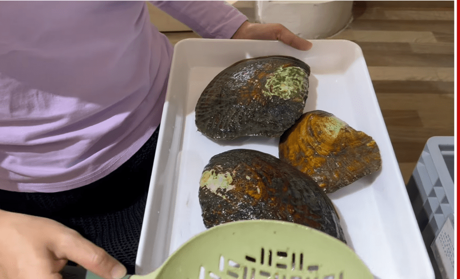 開一只蚌收費約¥70-¥100人民幣 開一只蚌收費約¥70-¥100人民幣