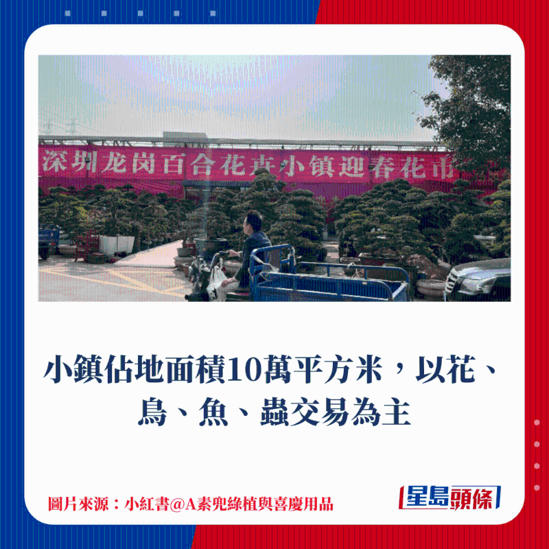 9.龍崗區 百合花卉小鎮
