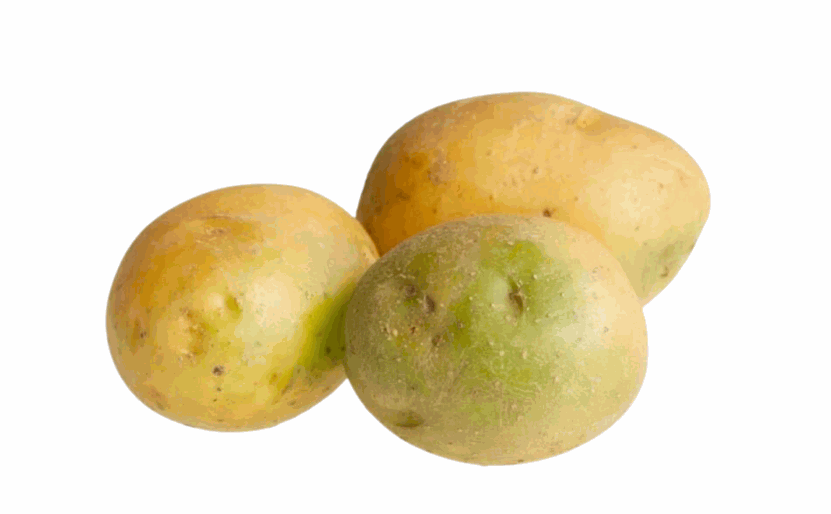 土豆發綠 土豆發綠