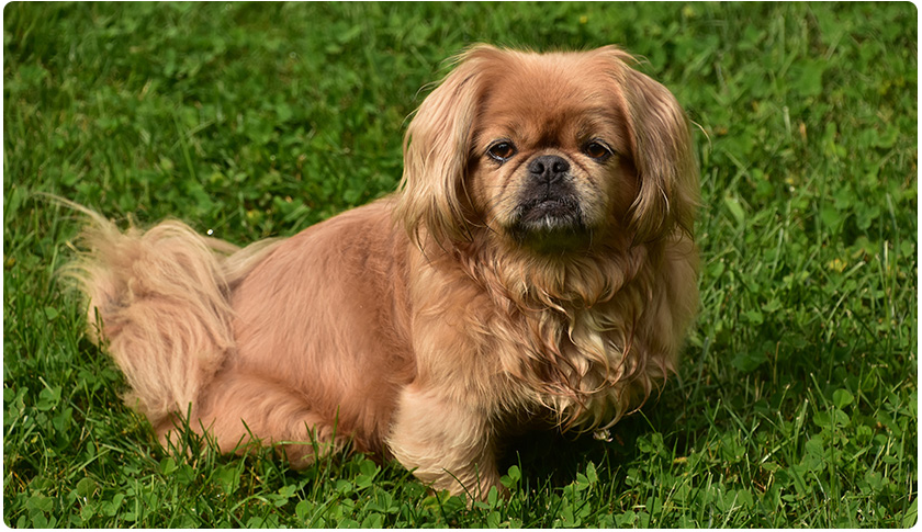 寵物護理及保健高級文憑 寵物護理及保健高級文憑