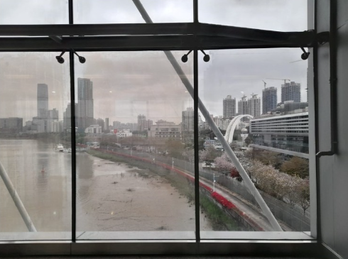 羊蹄甲盛開燦爛