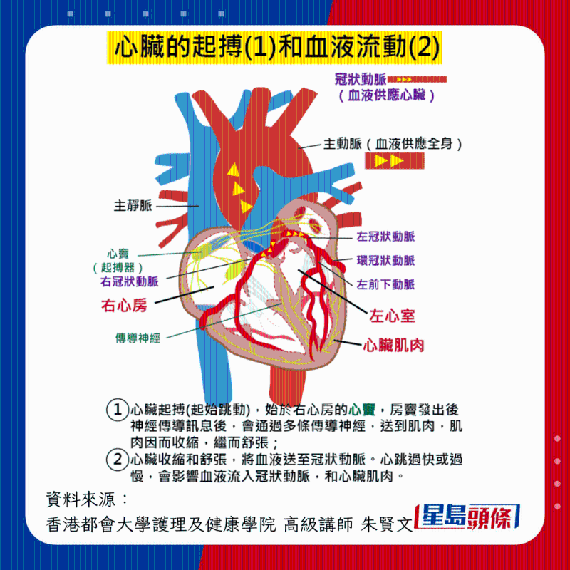 心臟的起搏與血液的流動 心臟的起搏與血液的流動