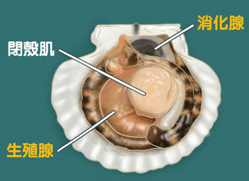 元貝即是“閉殼肌” 元貝即是“閉殼肌”