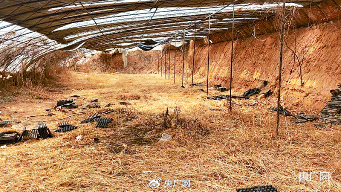 蔬菜大棚 蔬菜大棚