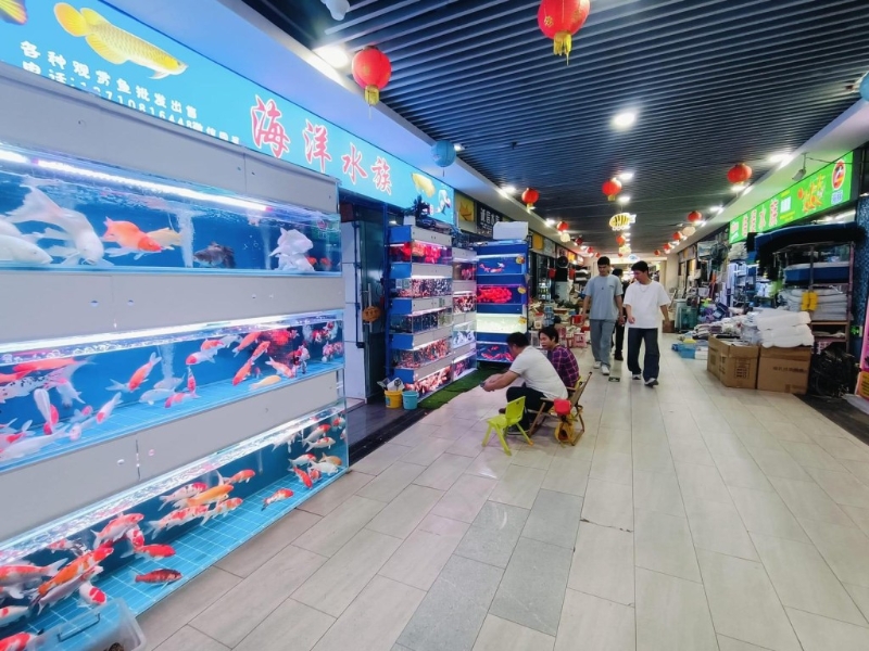 有非常多魚看 有非常多魚看