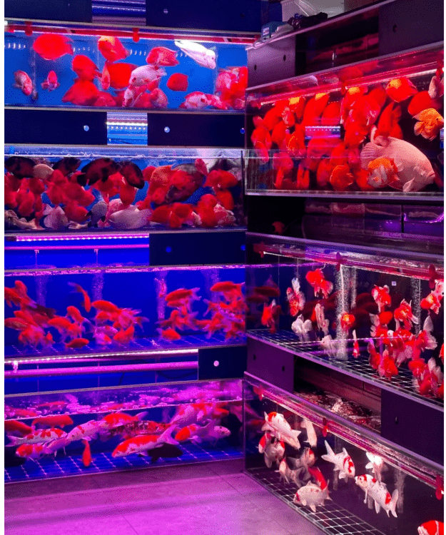 芳村花 鳥魚蟲新世界 芳村花 鳥魚蟲新世界