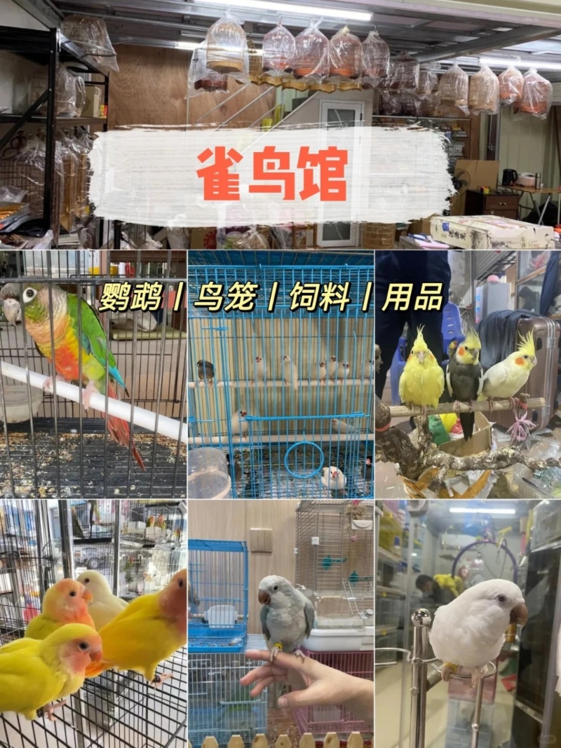 雀鳥區 雀鳥區