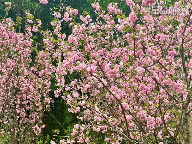 茂盛程度有如漫天櫻花。