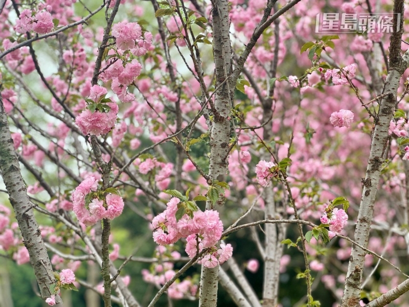 雖然數量不多，但勝在已達滿開狀態。
