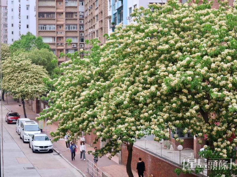 數到最具規模的魚木花海，太子道西一帶必定榜上有名！