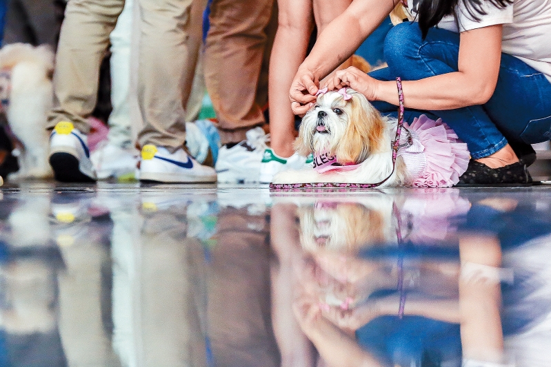 香港寵物經濟興起，當中寵物醫療需求龐大，寵主絕不吝嗇醫療費。