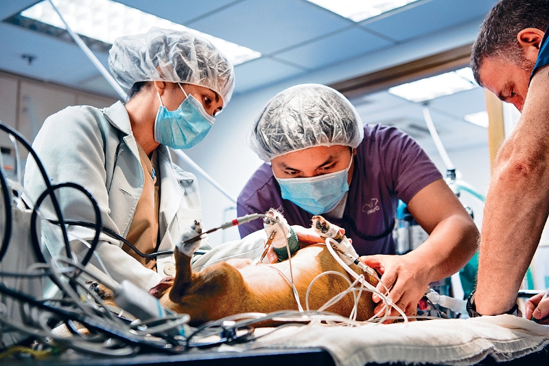 有獸醫指，行業出現挖角潮，有同業提出加薪50%及每周4天工作的條件搶人才。