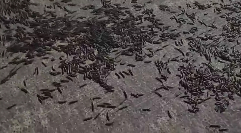 巨量馬陸竄出土 巨量馬陸竄出土