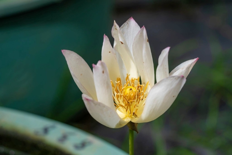 荷花“神州美?澳” 荷花“神州美?澳”