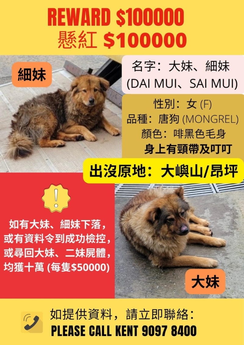 “毛守救援”創辦人Kent私人懸賞尋狗。