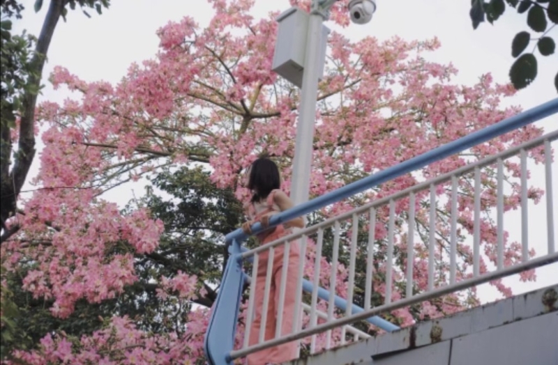 蕭崗天橋可觀賞異木棉。(圖片來源：小紅書@福西西)