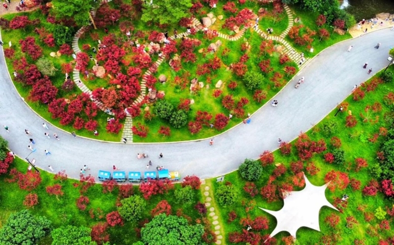 帽峰山森林公園 按官方發布的最新消息，帽峰山的紅葉已經變紅。（圖片來源：小紅書@廣州帽峰山）