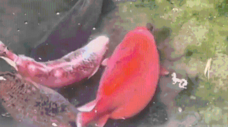 趵突泉景區錦鯉被過份投喂。