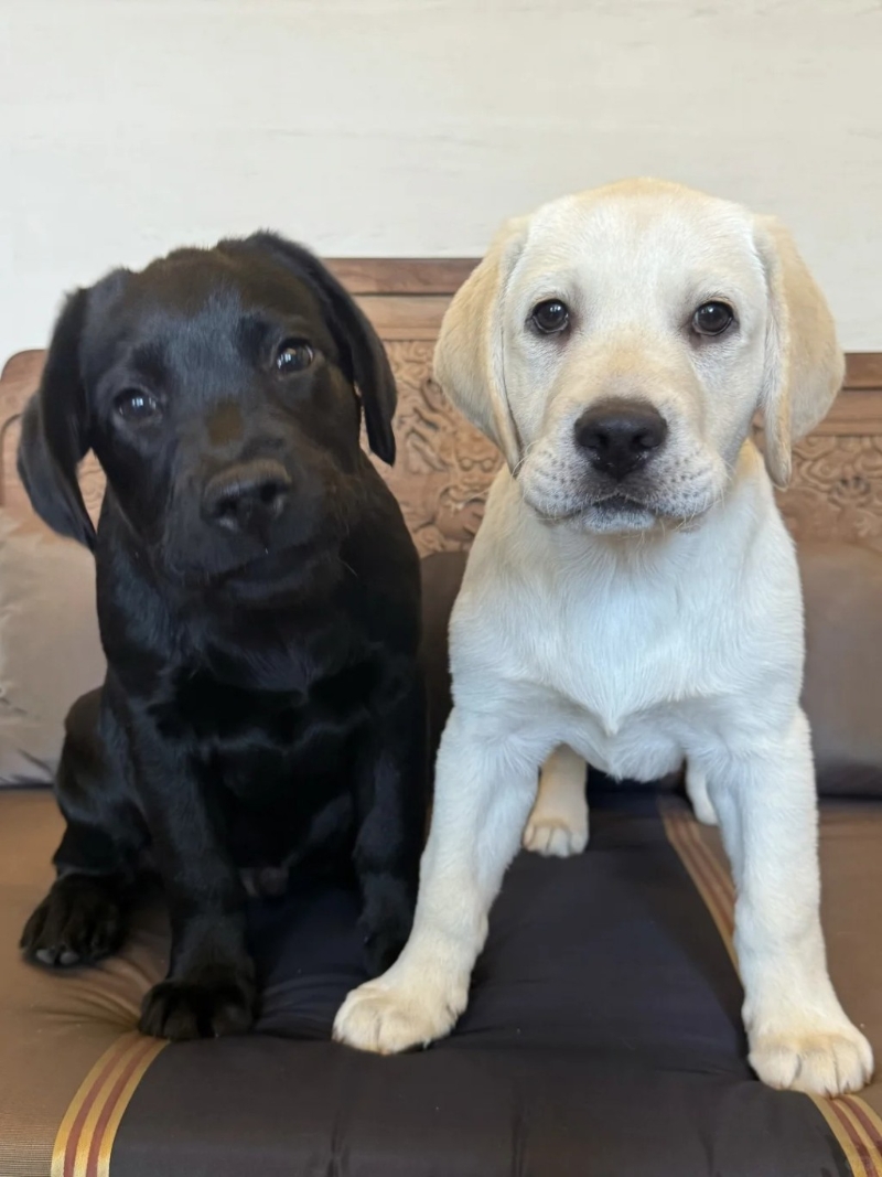 劉嘉玲日前在小紅書貼出一張照片，并寫上：“新家庭成員：Batman and Benjamin！”原來是分別為黑色及白色的可愛拉布拉多，網民都搞笑留言：“看起來也蠻社恐的”。