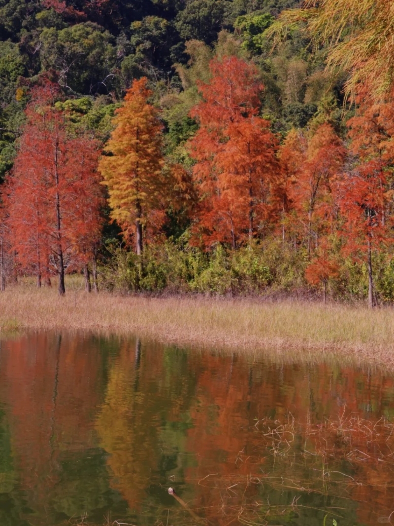 位于深圳鹽田區的恩上濕地公園同樣亦是觀賞落羽杉的好去處。（圖片來源：小紅書@小慧的不宅計劃）