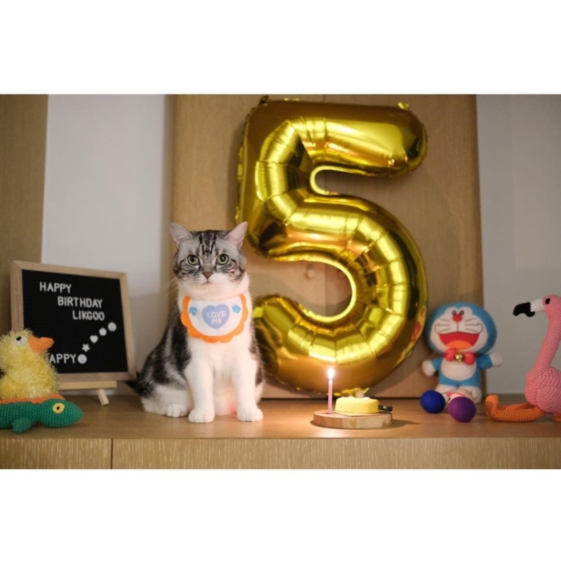 昨日（23日）都系蔡卓妍愛貓的生日。