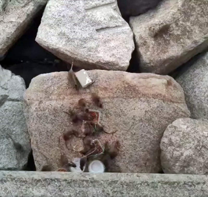 灣仔會展海濱出現恐怖鼠群。