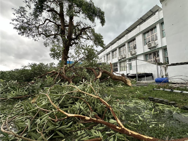 大樹倒塌 大樹倒塌
